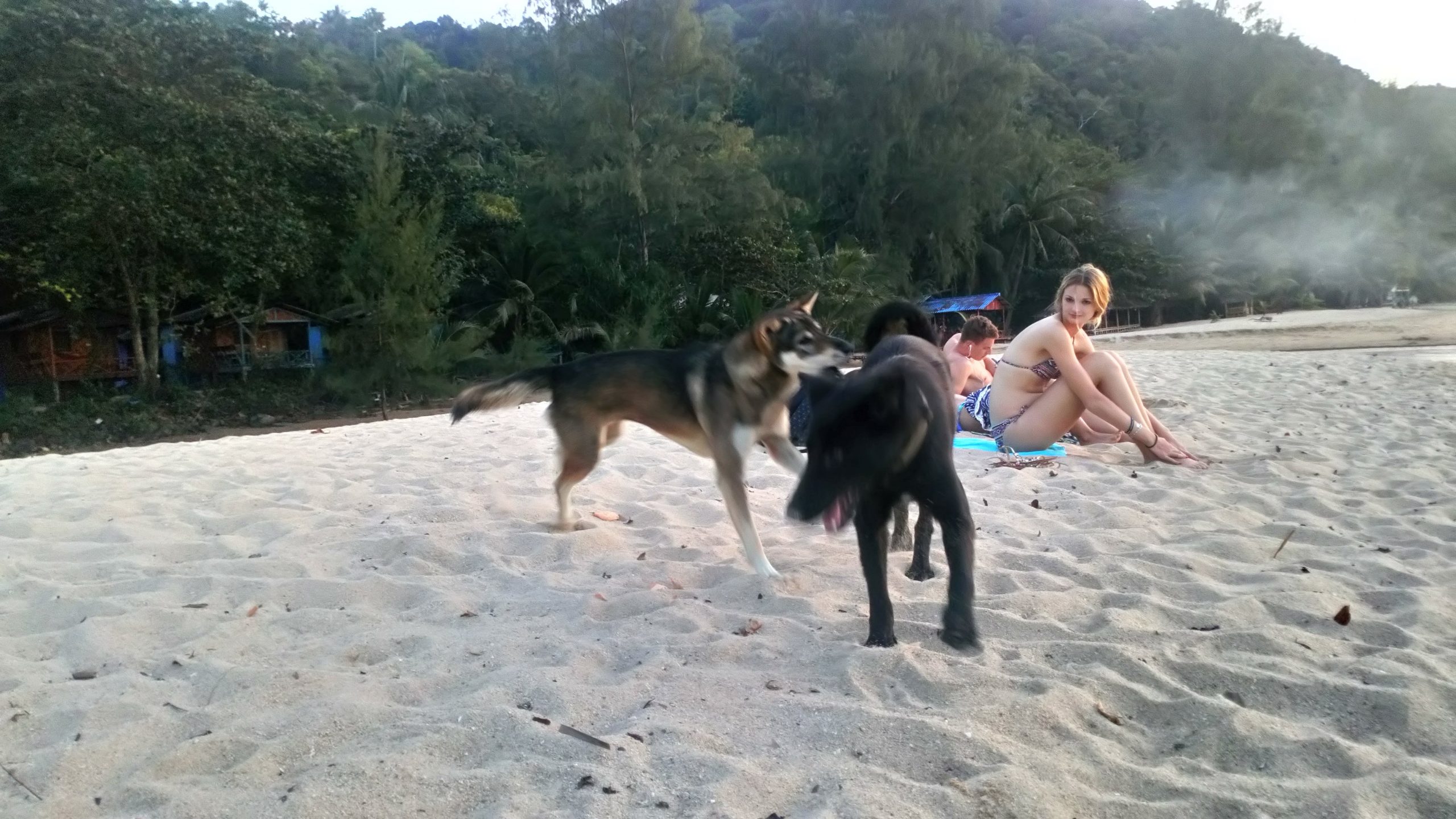 Bear and Lady, my adopted dogs, Koh Phangan Thailand island
