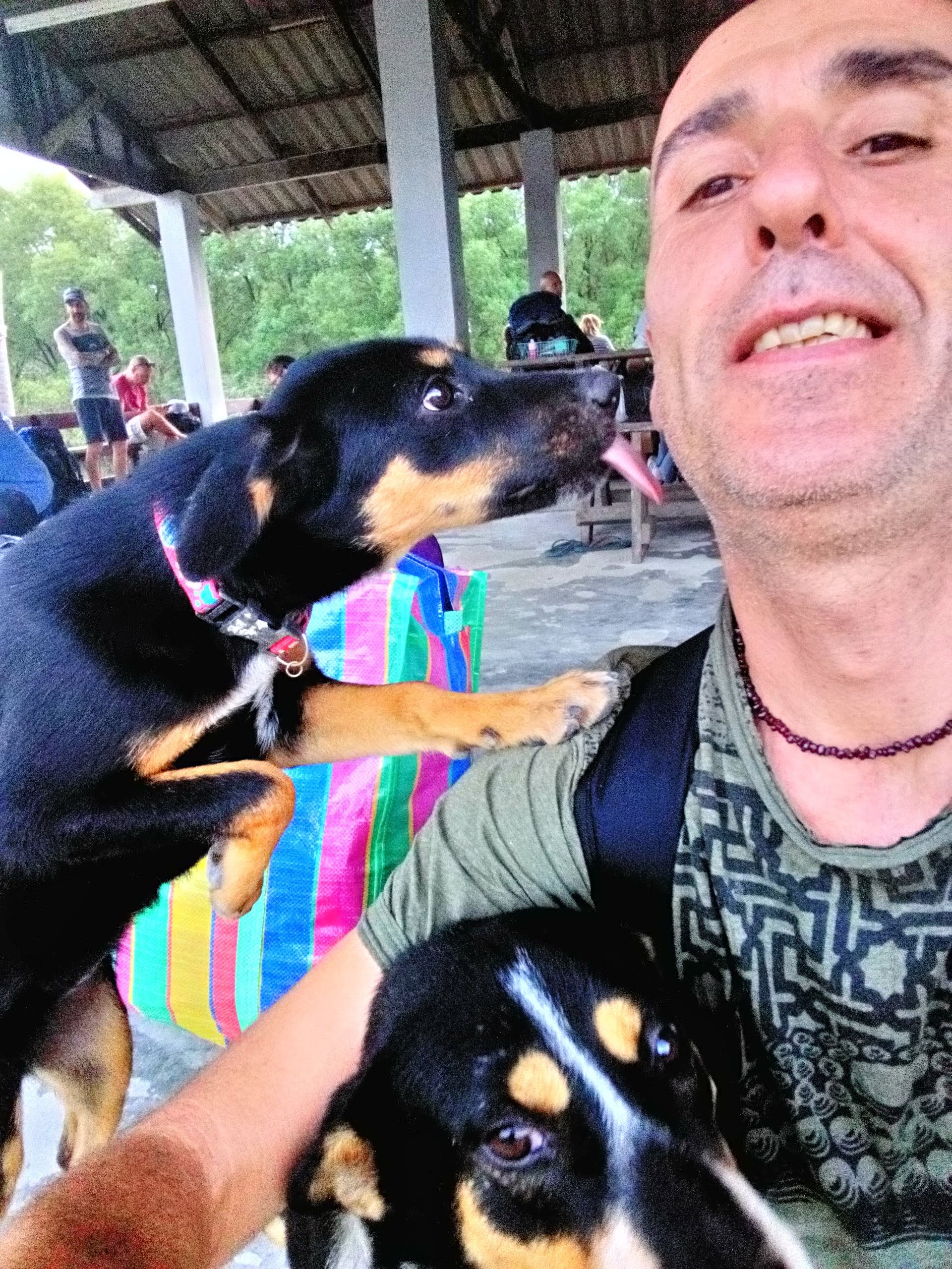 Ranong, Thailand, dogs
