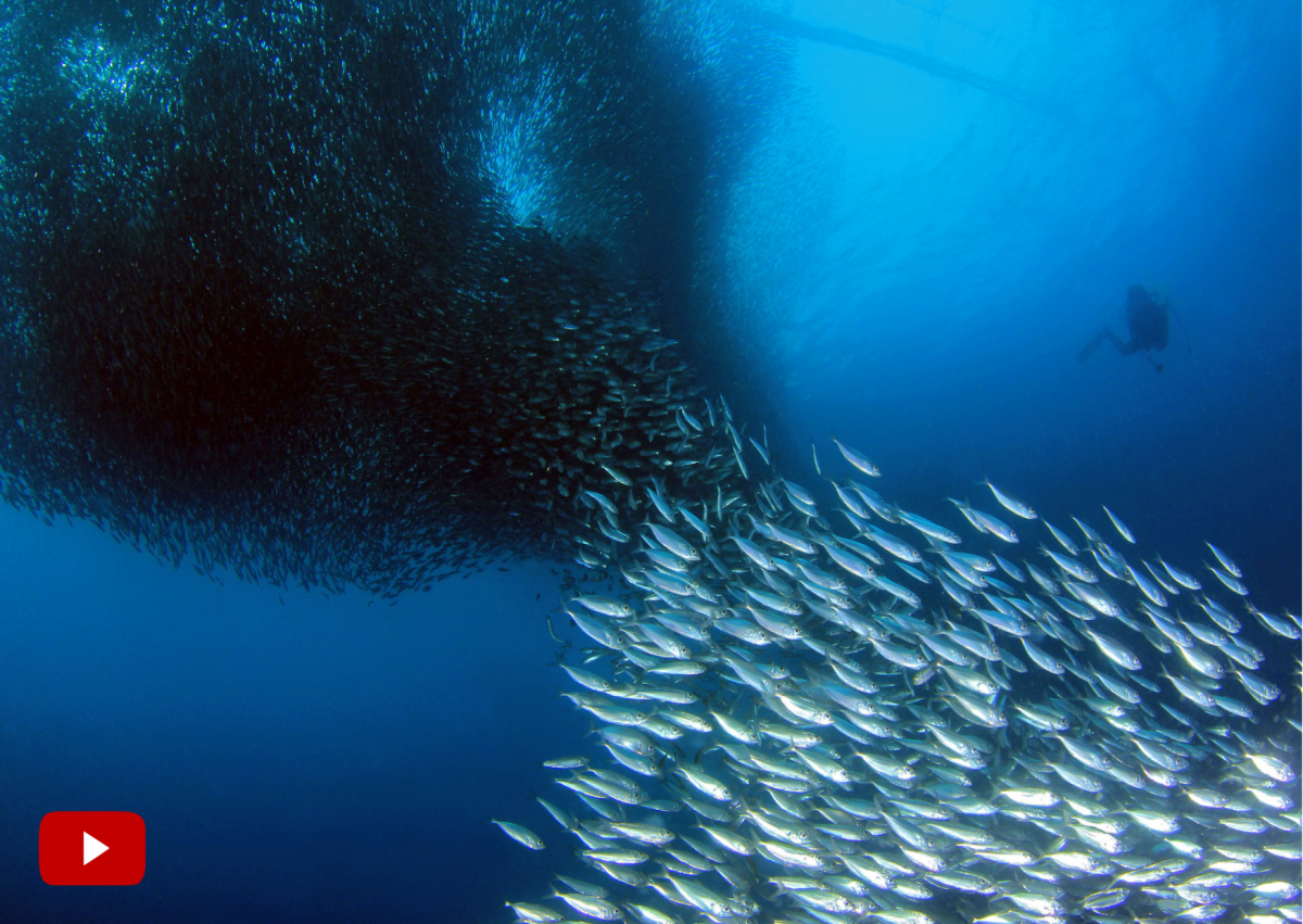 Sardine Run–Agulhas Bank, South Africa, The 31 Best Scuba Dive Sites In The World for 2022, travel, lifestyle, world, africa, sea, ocean, america, photo, gopro,africa,asia, thailand, philippines