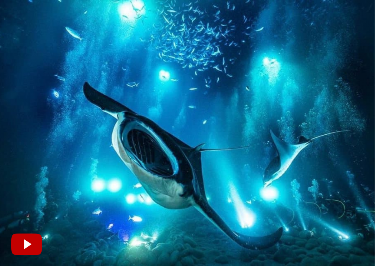 Manta Ray Night Dive, Kailua Kona, Hawaii, The 31 Best Scuba Dive Sites In The World for 2022, travel, lifestyle, world, africa, sea, ocean, america, photo, gopro,africa,asia, thailand, philippines