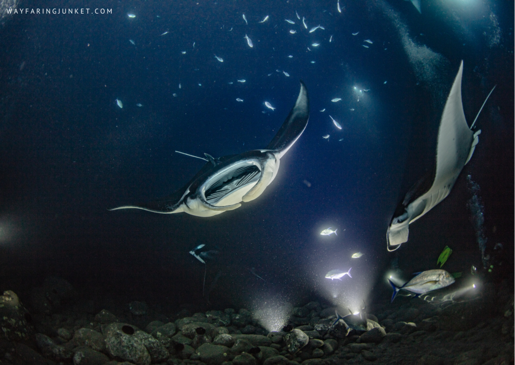 Manta Ray Night Dive, Kailua Kona, Hawaii, diving, spot, site, world, travel