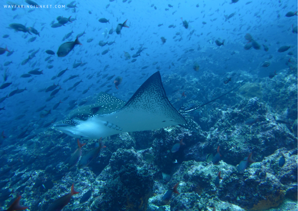 eagle rays, Wolf And Darwin Island, Galapagos, Ecuador, diving, spot, site, world, travel