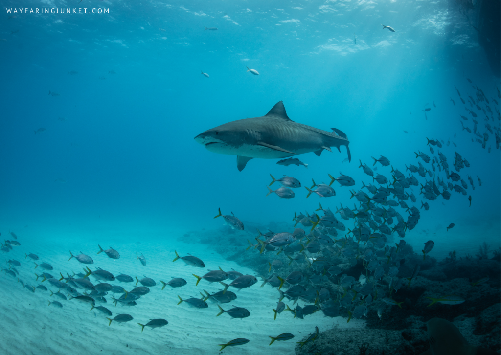 shark Tiger Beach, Grand Bahama, Bahamas, diving, spot, site, world, travel