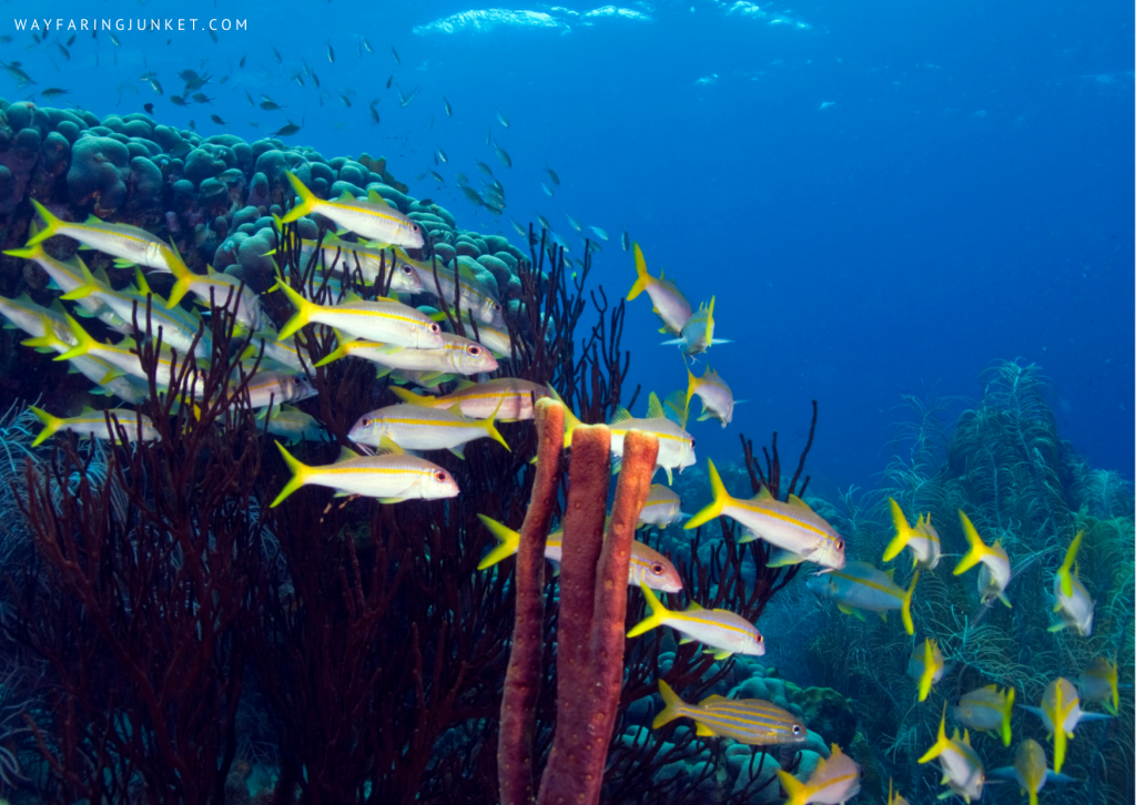 yellowtail snappers, Los Islotes, La Paz, Mexico, diving, spot, site, world, travel