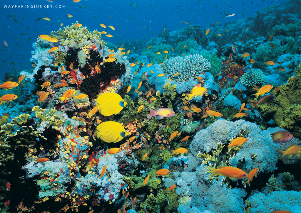 Shark and Yolanda Reef, Egypt, diving, spot, site, world, travel