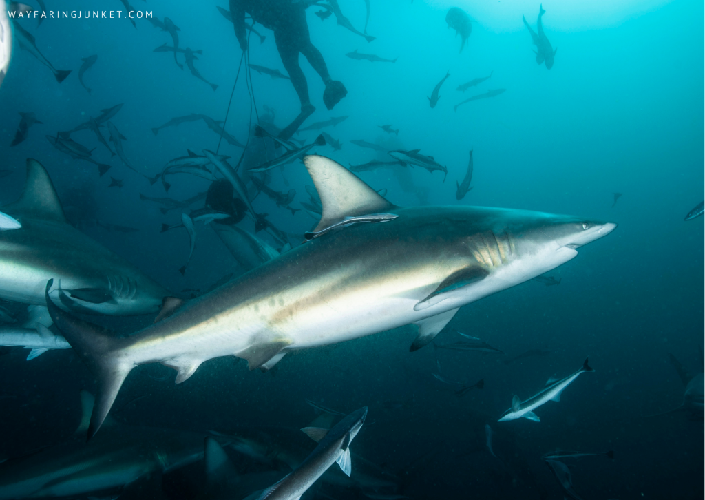 blacktip shark, Mellow Yellow (Rakiraki), Vatu-I-Ra, Fiji, diving, spot, site, world, travel
