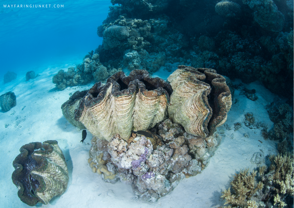 giant clams, Dinah’s Beach/Lauadi, Milne Bay, Papua New Guinea, diving, spot, site, world, travel